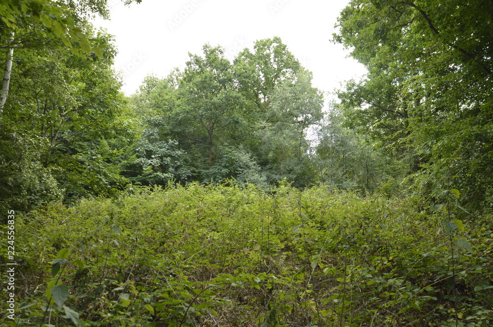 Forest Clearing with Wild Overgrowth Forest Clearing with Wild Overgrowth