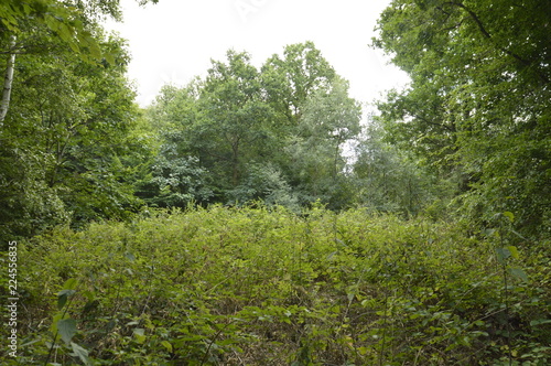 Forest Clearing with Wild Overgrowth 