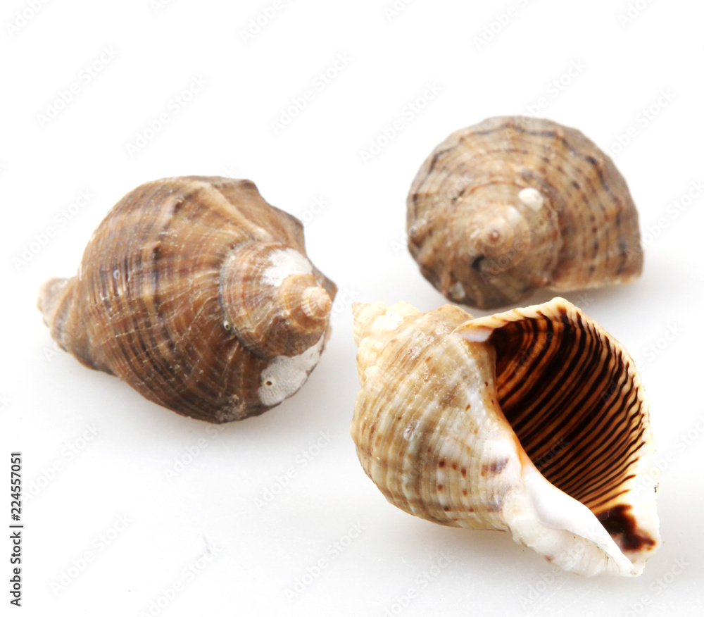 Obraz premium Rapana isolated on white background.