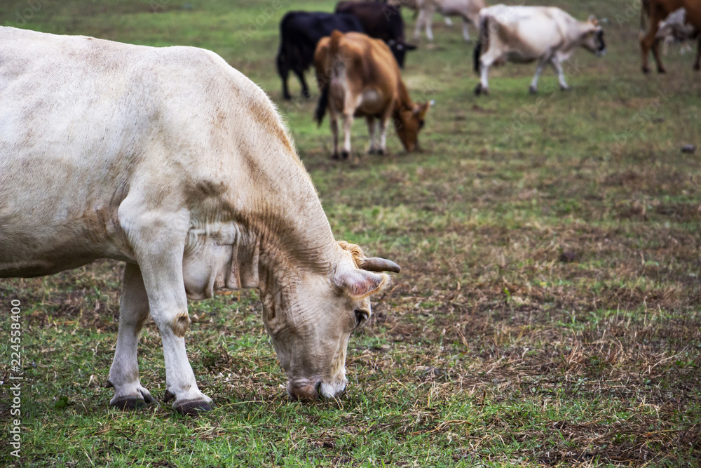 Close picture of a cow from a herd of cows grazing in a pasture at the foot of a Bulgarian Rhodopes hill, blurred herd of cows in the distance Close picture of a cow from a herd of cows grazing in a pasture at the foot of a Bulgarian Rhodopes hill, blurred herd of cows in the distance
