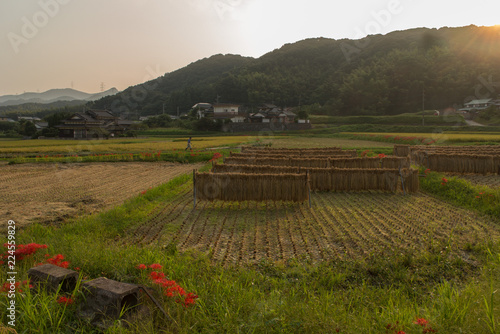 Harvested Rice Drying in Rice Fields in Southern Japan in the Fall