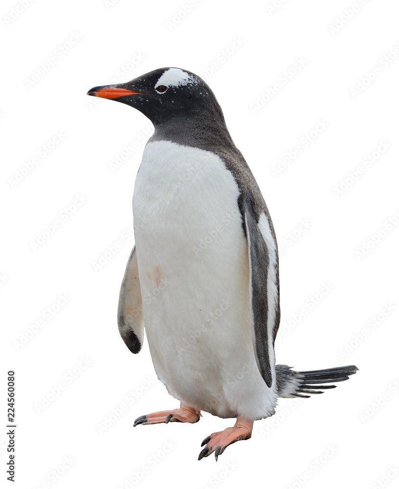 Naklejka premium Gentoo penguin isolated on white background