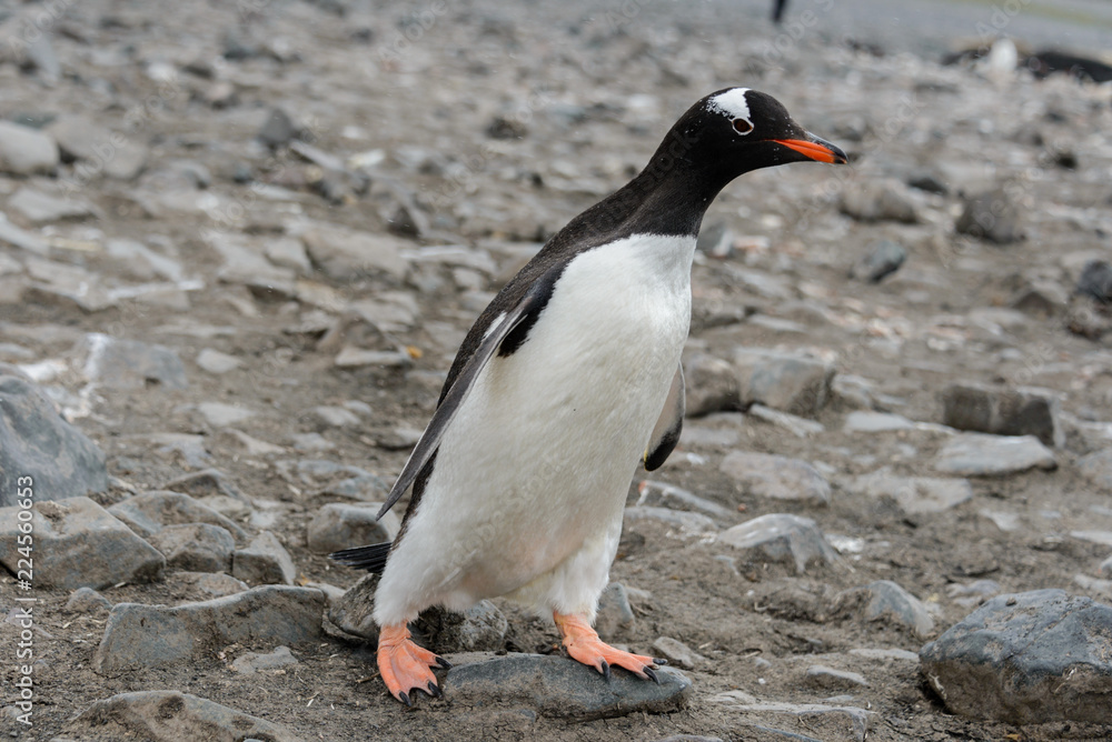 Obraz premium Gentoo penguin on beach
