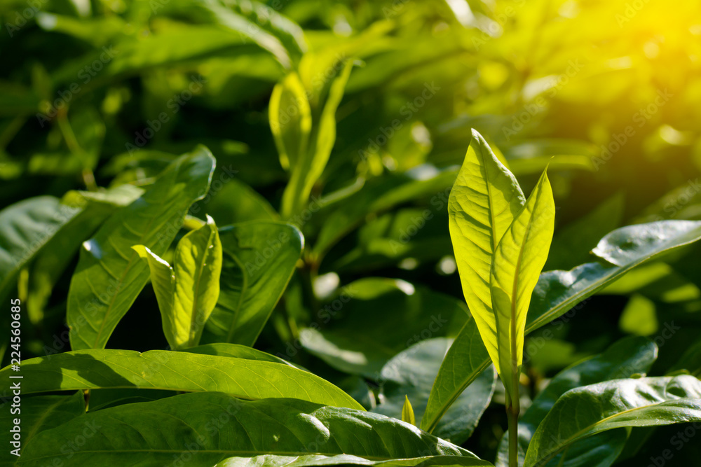 Fresh and green leaves,Natural backgrounds.