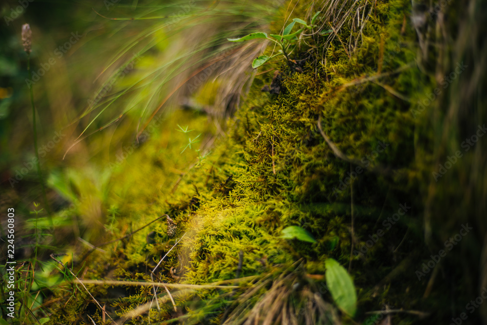 Forest fairy moss green. Forest texture Forest fairy moss green. Forest texture