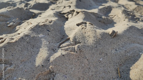 footprints in the sand. birds on a beach