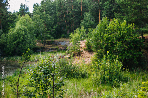 Overgrown with a reservoir in the relic forest. Outdoors background