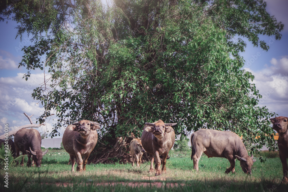 Buffalo in the meadow , animals life in the nature garden Buffalo in the meadow , animals life in the nature garden
