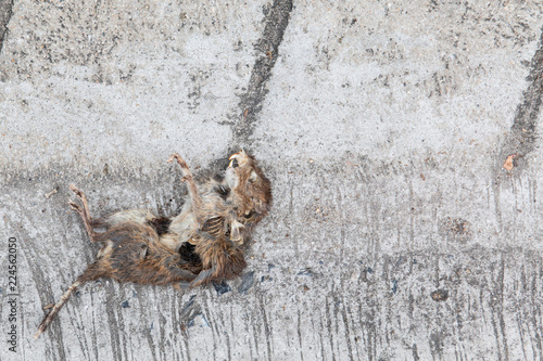 Dead rat on the concrete road close up. © DG PhotoStock