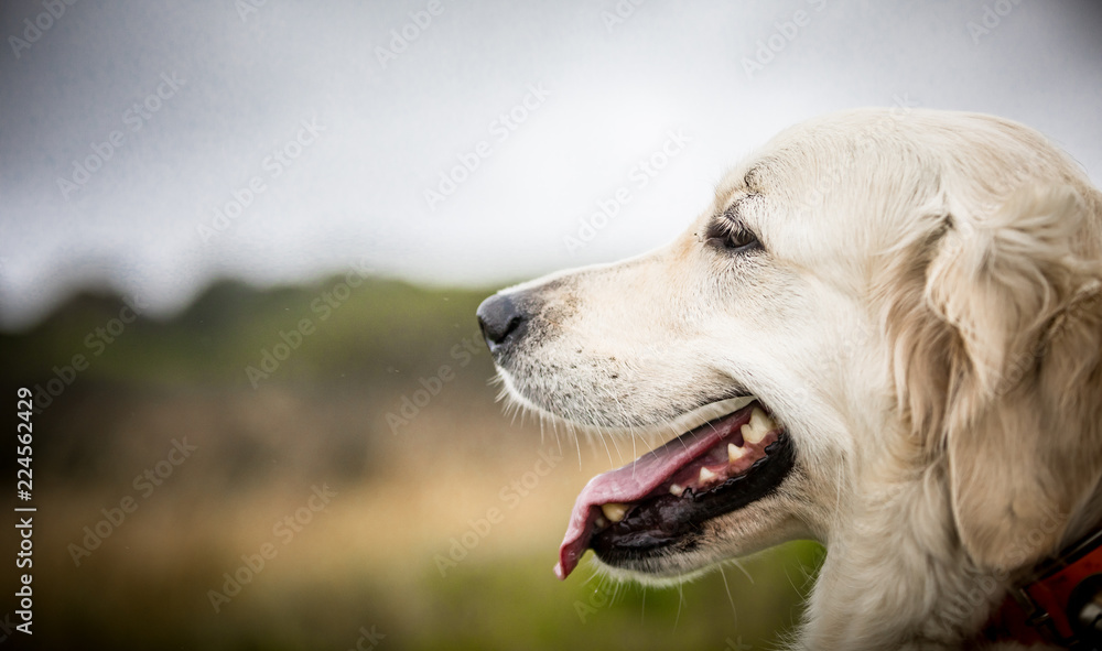 The Golden Retriever