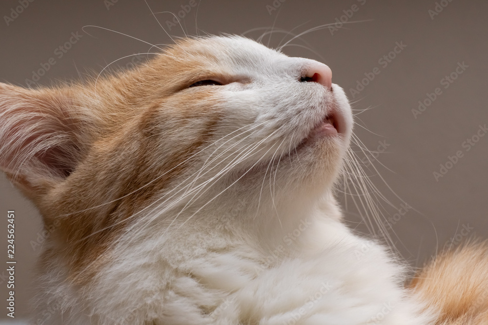 Norwegische Waldkatze entspannt Norwegische Waldkatze entspannt