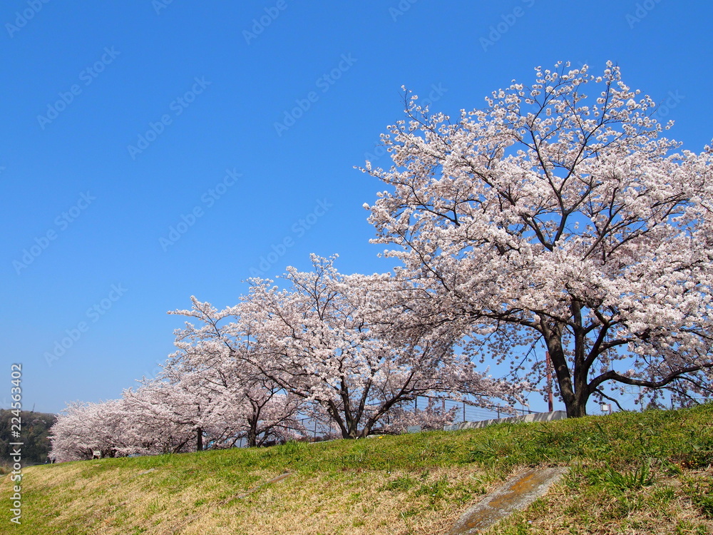 桜 桜
