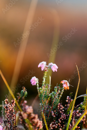 Heathland Closeup