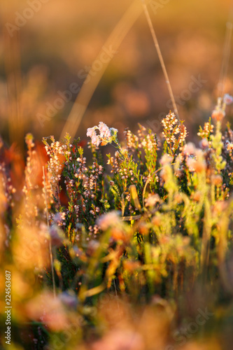 Heathland Closeup
