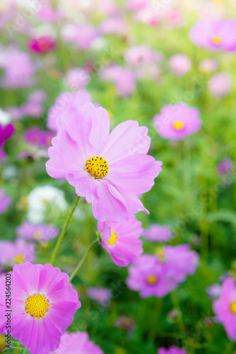 flowers cosmos in the filed morning time