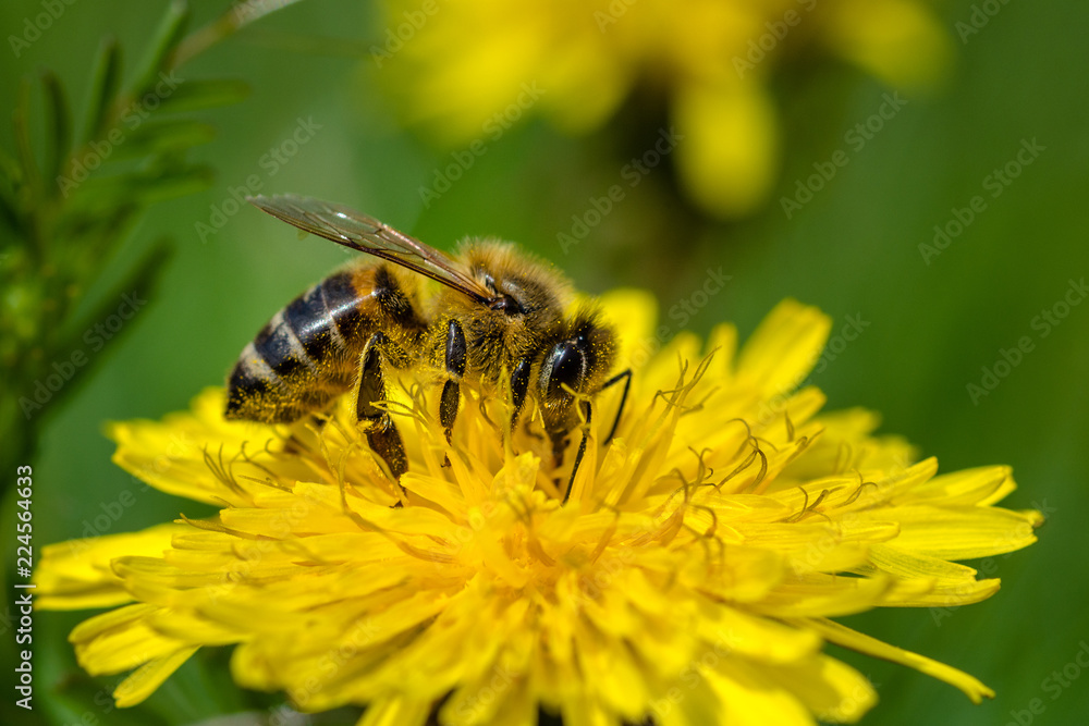 Honeybee on a Dandelion gathering nectar Honeybee on a Dandelion gathering nectar