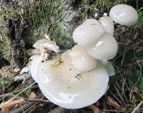 species of mushroom