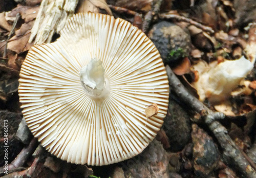 species of mushroom