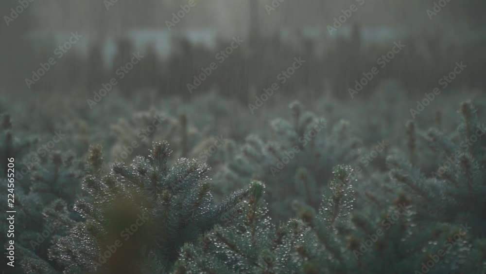 Automatic watering of small pines Automatic watering of small pines