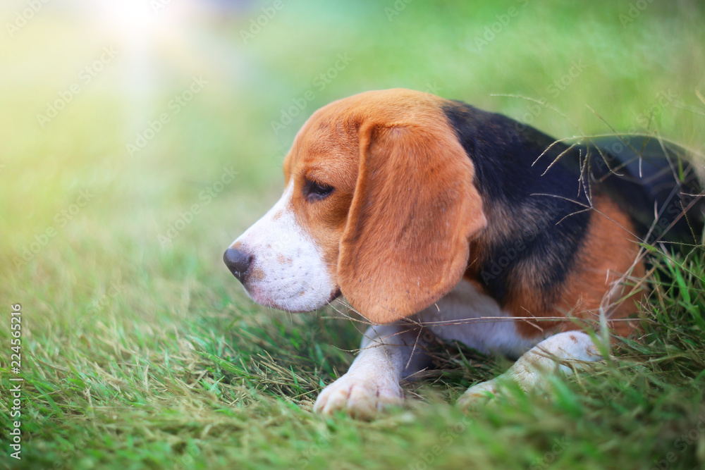 Beagle dog sitting on the green  grass.