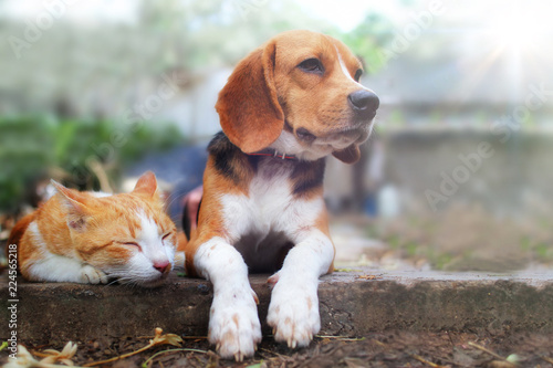 Beagle dog and brown cat lying together on the footpath.