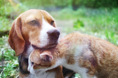 Beagle dog and brown cat together in warm hug outdoor.