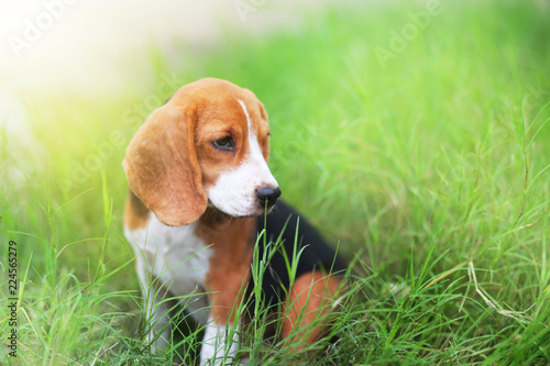 Fototapeta Naklejka Na Ścianę i Meble -  Beagle dog sitting on the green  grass.