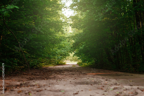 High trees with green leaves along a forest trail with a wooden corridor. Creative, magical background, fantasy. photo