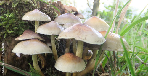species of mushroom