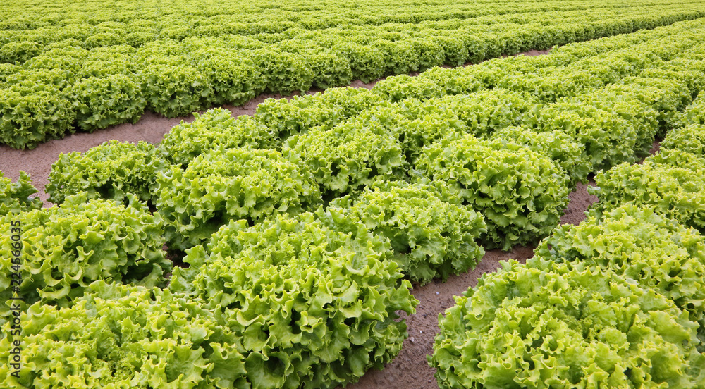 many heads of fresh lettuce in the cultivated fields in plain