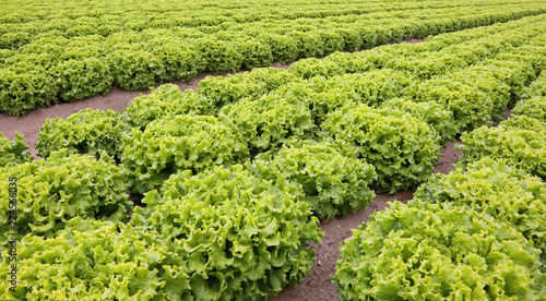 many heads of fresh lettuce in the cultivated fields in plain © ChiccoDodiFC
