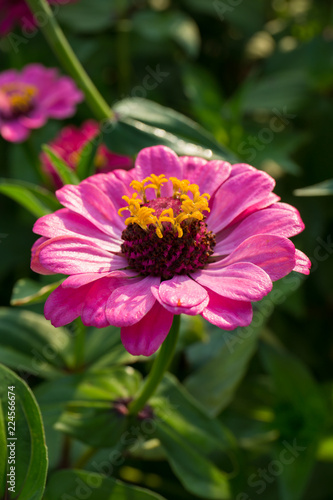 Close up of carpel pink flower.