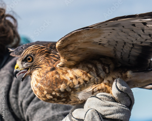 Red-tailed and broad winged hawks at NH Audubon raptor release during hawk migration photo