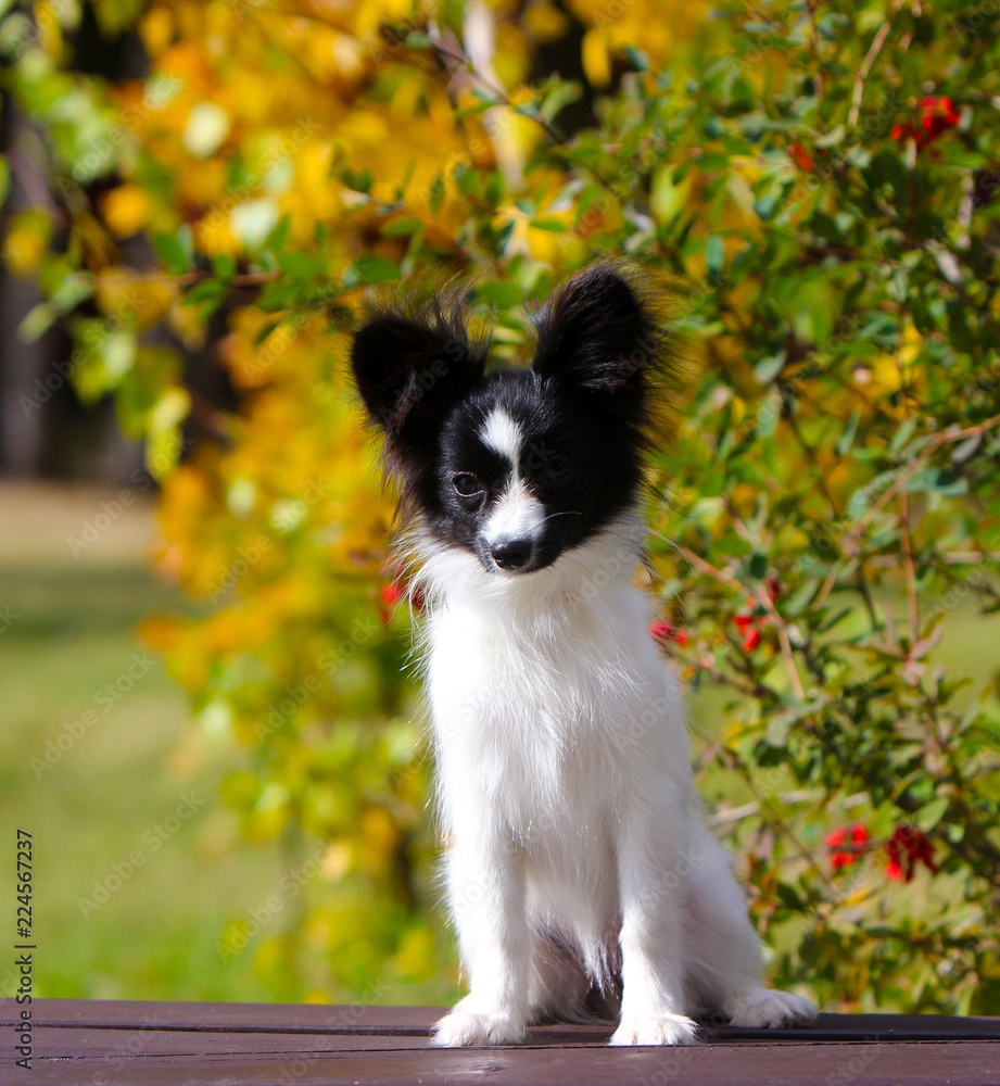 Cute white and black dog posing on a wooden bench on the background of yellow autumn trees. A small puppy sits on the street. The concept postcards with animals. The continental toy Spaniel. Papillon.