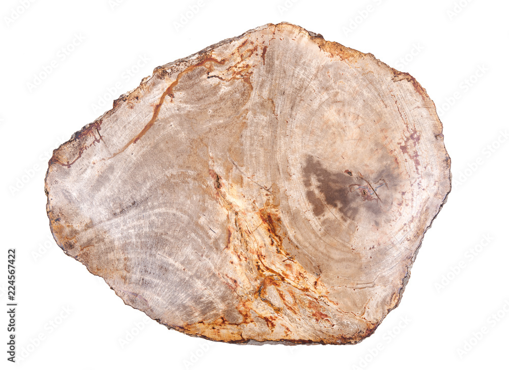 Natural polished Petrified wood slab from Madagascar isolated on white background. Natural polished Petrified wood slab from Madagascar isolated on white background.