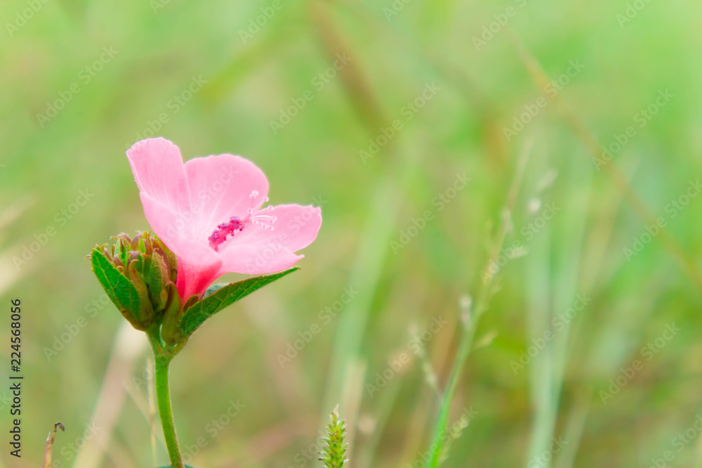 Pink flower plant blooming in the nature garden On a refreshing day Pink flower plant blooming in the nature garden On a refreshing day