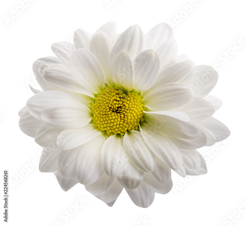 Daisy isolated on white background. Clipping path
