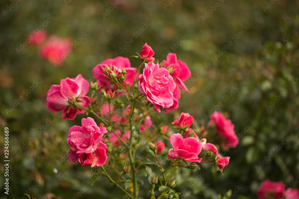 Fototapeta premium flowers in garden