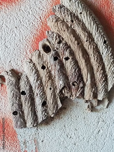 Mud Dauber Nest