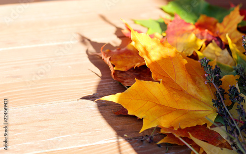 autumn leaves. Maple. Yellow  green  purple  golden.