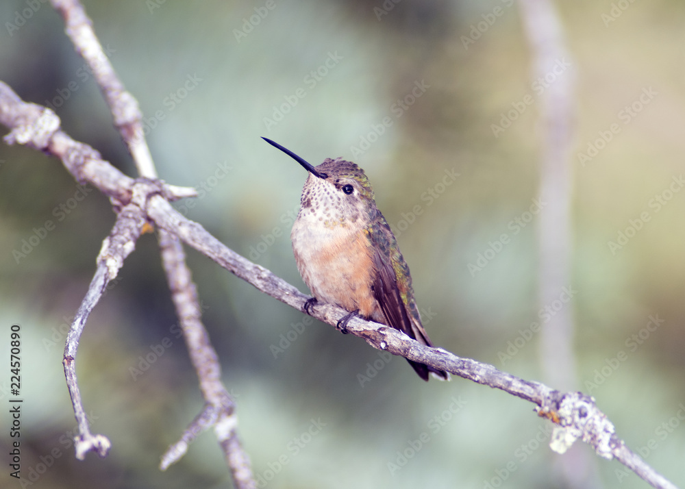 Fototapeta premium Broad-Tailed Hummingbird