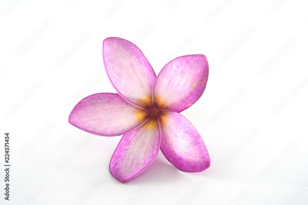 Obraz premium Isolated plumeria flowers on the white background.it is beauty. blooming and refreshing