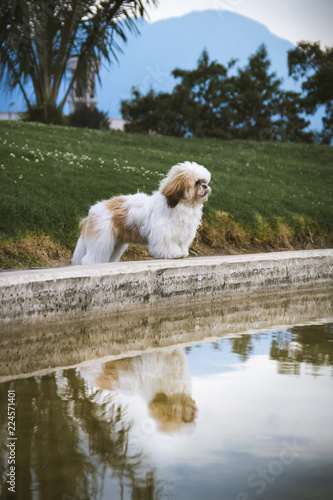 a shihtzu dog standing in a fountain