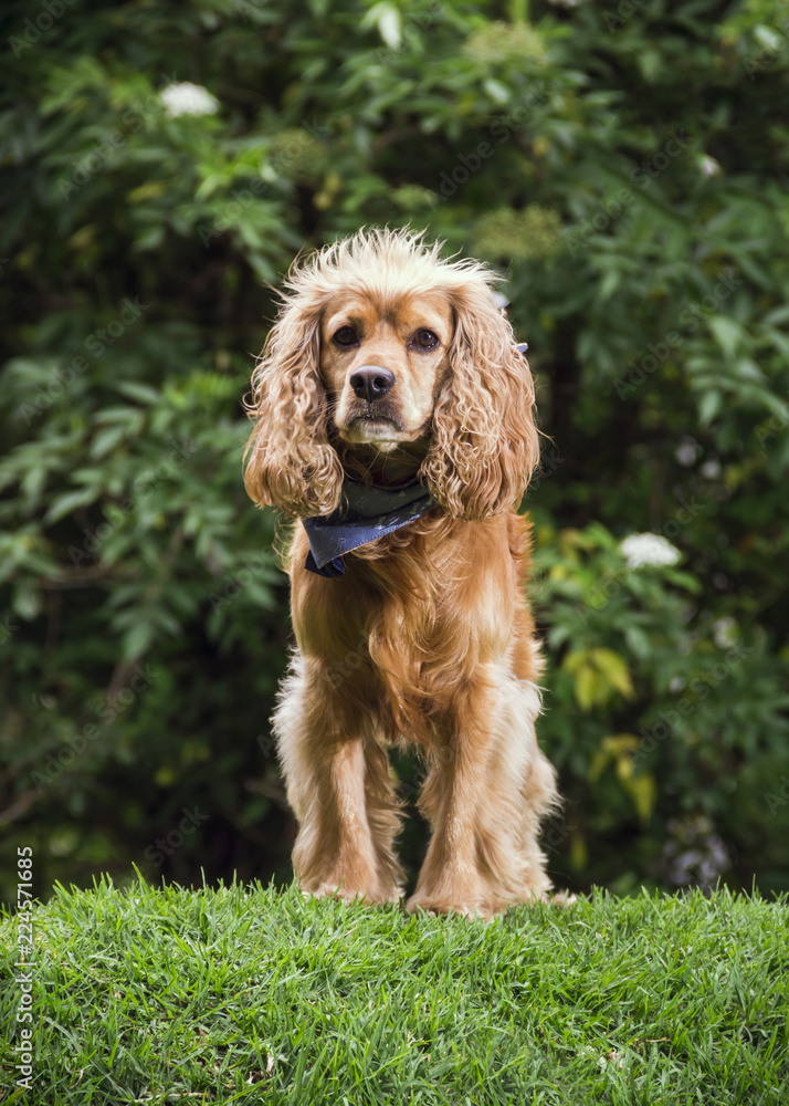  a cocker dog standing on the grass