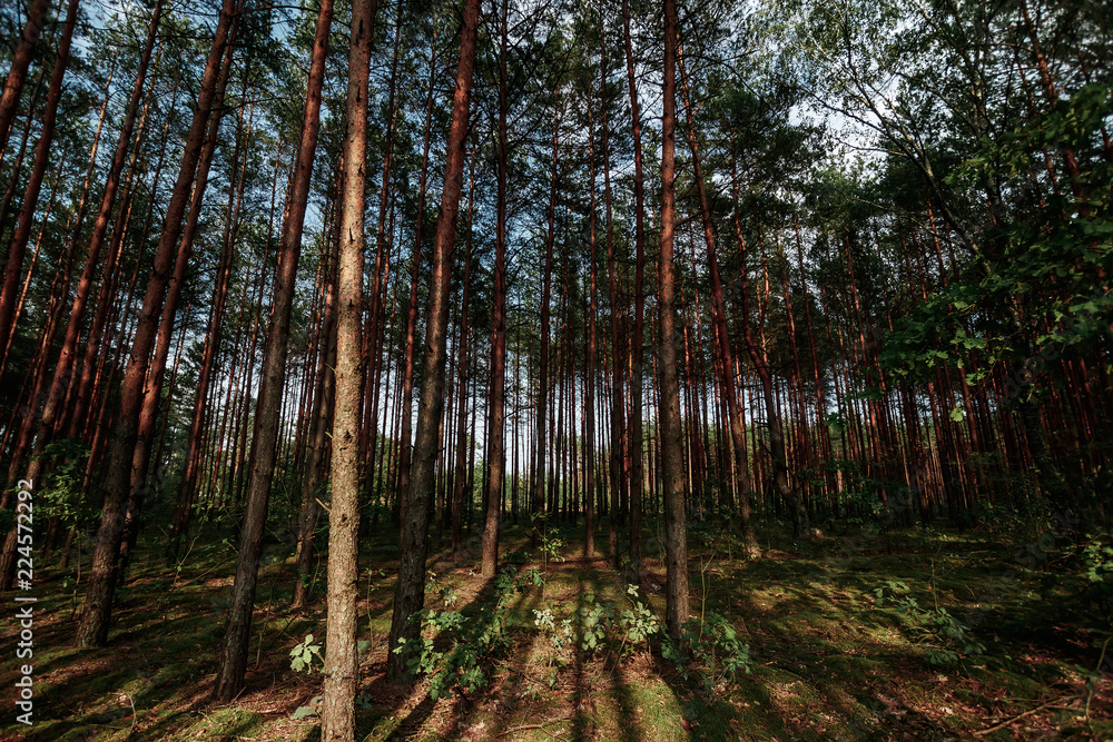Obraz premium Looking Up In Spring Pine Forest Tree To Canopy. Bottom View Wide Angle Background