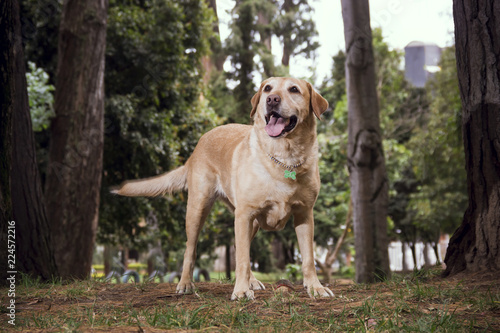 a labrador dog standing among the pines © victor