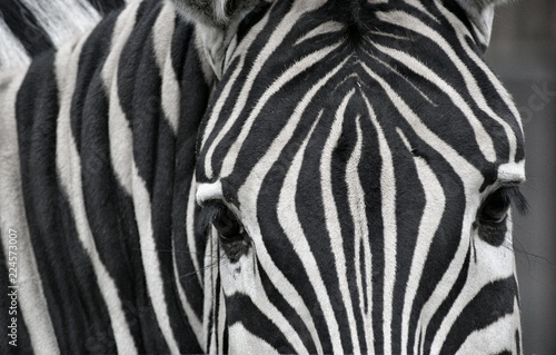 Africa s nature. Zebra geometry.