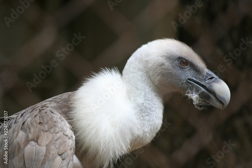 Vulture close-up photo