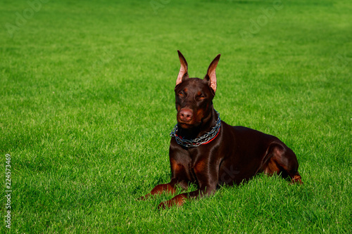 Fototapeta Naklejka Na Ścianę i Meble -  dog breed Doberman Pinscher
