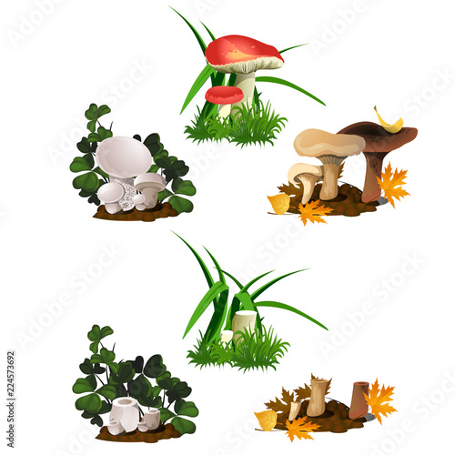 Set of mushrooms isolated on white background. Cut and whole edible wild forest mushrooms. Sketch for a poster on theme of nature Golden autumn. Vector cartoon close-up illustration.